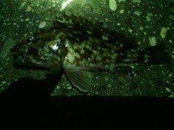 南港でのアジング、1頭目からアタリあったものの激渋