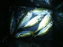 南港でのアジング、1頭目からアタリあったものの激渋