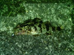 大阪南港　アジング釣行はアタリはあるがなか…