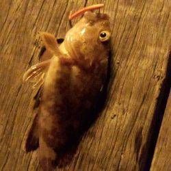 舞洲　22時からのアジング釣行　後半は強風で釣りづらい状況に