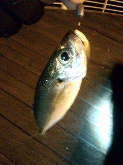 舞洲　22時からのアジング釣行　後半は強風で釣りづらい状況に