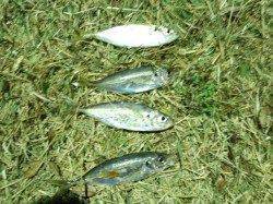 風裏を見つけキャスト！　南港でアジング