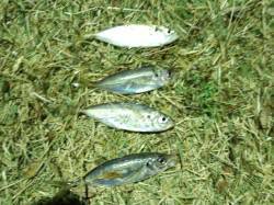 風裏を見つけキャスト！　南港でアジング