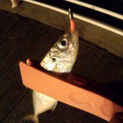 舞洲周辺のアジング、全部ボトムで釣れました