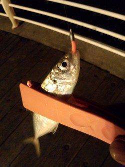 舞洲周辺のアジング、全部ボトムで釣れました