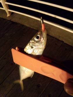 舞洲周辺のアジング、全部ボトムで釣れました…