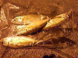 舞洲周辺のアジング、全部ボトムで釣れました