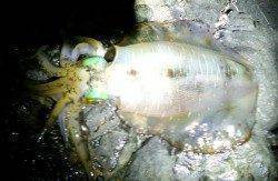 アオリイカ狙いに串本へ！