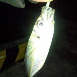 風裏をランガン、メバリングのはずがアジングに…