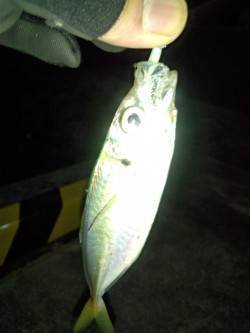 風裏をランガン、メバリングのはずがアジング…