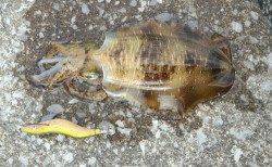 串本港　夕方からのエギング釣行もサイズには不満