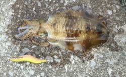 串本港　夕方からのエギング釣行もサイズには…