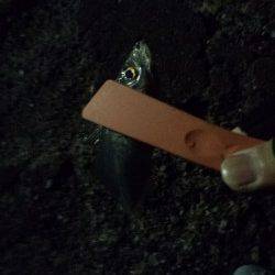 風裏をランガン、メバリングのはずがアジングに…