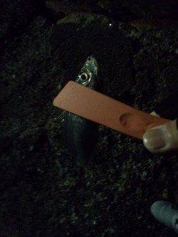 風裏をランガン、メバリングのはずがアジングに…