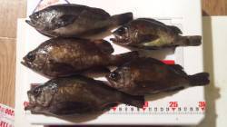 垂水一文字、半夜でメバル・ガシラ