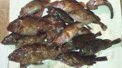 垂水一文字、半夜でメバル・ガシラ