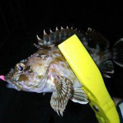 細ラインで40cmオーバーのチヌ！高砂埋立地でルアーゲーム