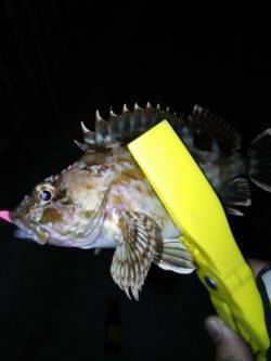 細ラインで40cmオーバーのチヌ！高砂埋立…