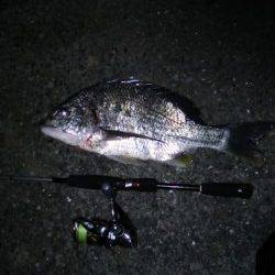 細ラインで40cmオーバーのチヌ！高砂埋立地でルアーゲーム