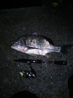 細ラインで40cmオーバーのチヌ！高砂埋立地でルアーゲーム