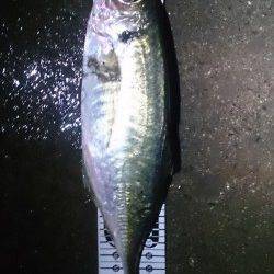 舞洲　ジャンボ級のアジを目指してアジング釣行　午前４時30分に待望のアタリ！