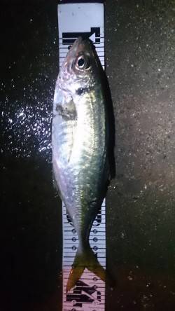 舞洲　ジャンボ級のアジを目指してアジング釣…