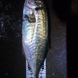 舞洲　ジャンボ級のアジを目指してアジング釣行　午前４時30分に待望のアタリ！