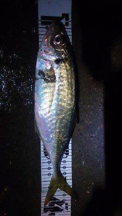 舞洲　ジャンボ級のアジを目指してアジング釣行　午前４時30分に待望のアタリ！