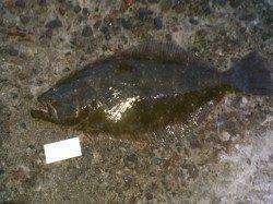 夕方〜翌朝まで釣果 ノマセで座布団級の鮃が★