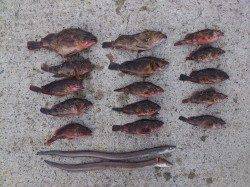 明石、投げ釣りでガシラ20匹ほど&穴子2匹