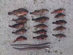 明石、投げ釣りでガシラ20匹ほど&…