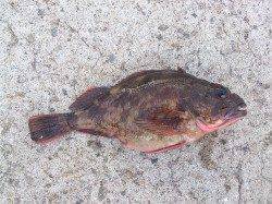 明石、投げ釣りでガシラ20匹ほど&穴子2匹