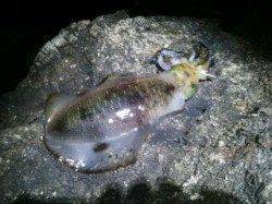 大島でエギング　良型アオリイカ2ハイゲット！