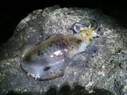 大島でエギング　良型アオリイカ2ハイゲット…