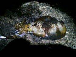 大島でエギング　良型アオリイカ2ハイゲット！