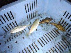 明石のアジはそろそろ終盤？　根魚が増えてきました