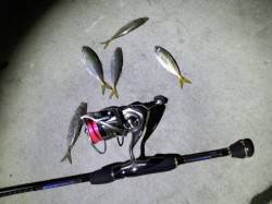 明石のアジはそろそろ終盤？　根魚が増えてき…