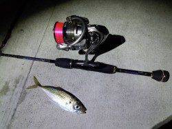 明石港でアジング　1投目からヒット