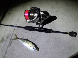 明石港でアジング　1投目からヒット