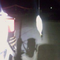 明石港のアジング、何とかお土産確保