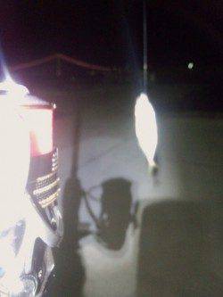 明石港のアジング、何とかお土産確保