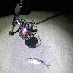 フェリー乗り場から道の駅まで自転車にてランガンアジング