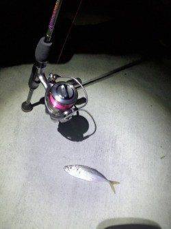 フェリー乗り場から道の駅まで自転車にてランガンアジング