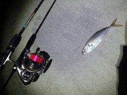 明石港でアジング　1投目からヒット