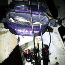 アジの付き場所を探し、1投1殺の爆裂アジング