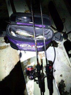 アジの付き場所を探し、1投1殺の爆裂アジング