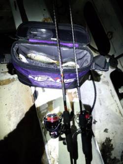 アジの付き場所を探し、1投1殺の爆裂アジン…