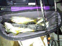 アジの付き場所を探し、1投1殺の爆裂アジング