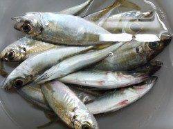 明石港のアジング、何とかお土産確保