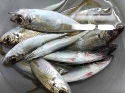 明石港のアジング、何とかお土産確保